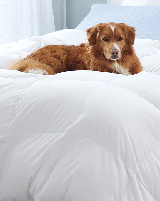 Devoted to your luxurious comfort and style